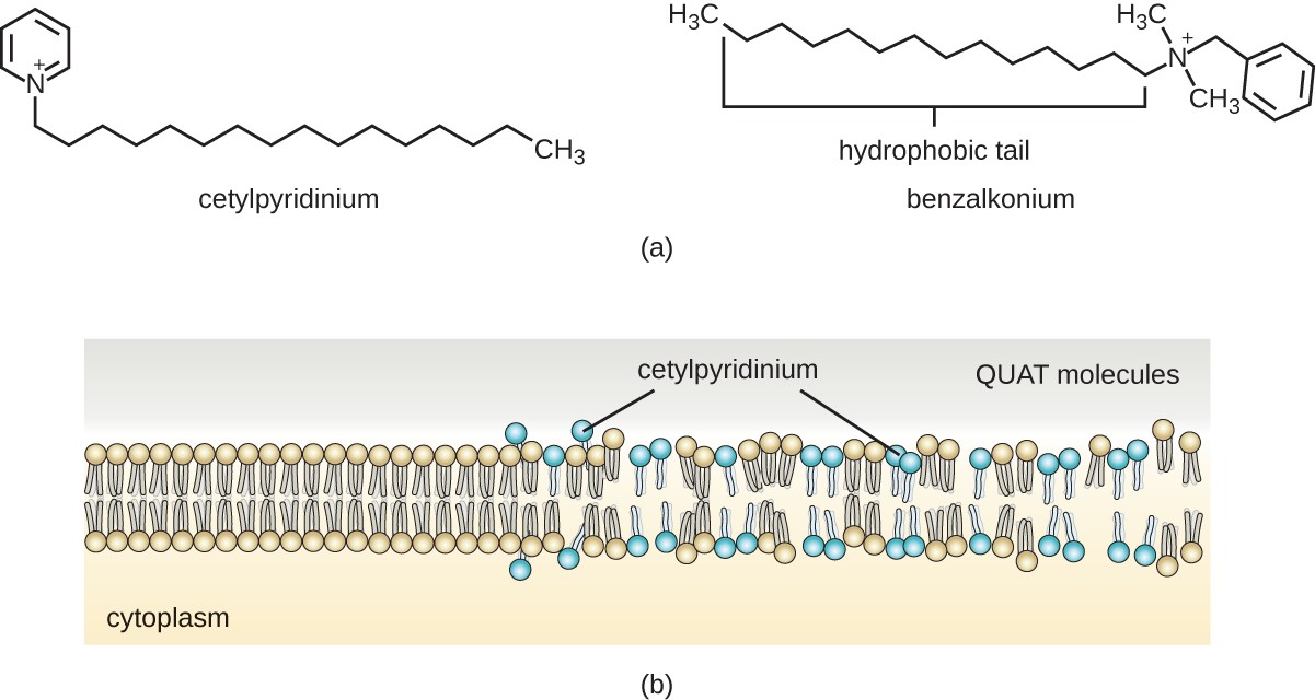 a) cetylpyridinium and benzalkonium b) quats killing cells