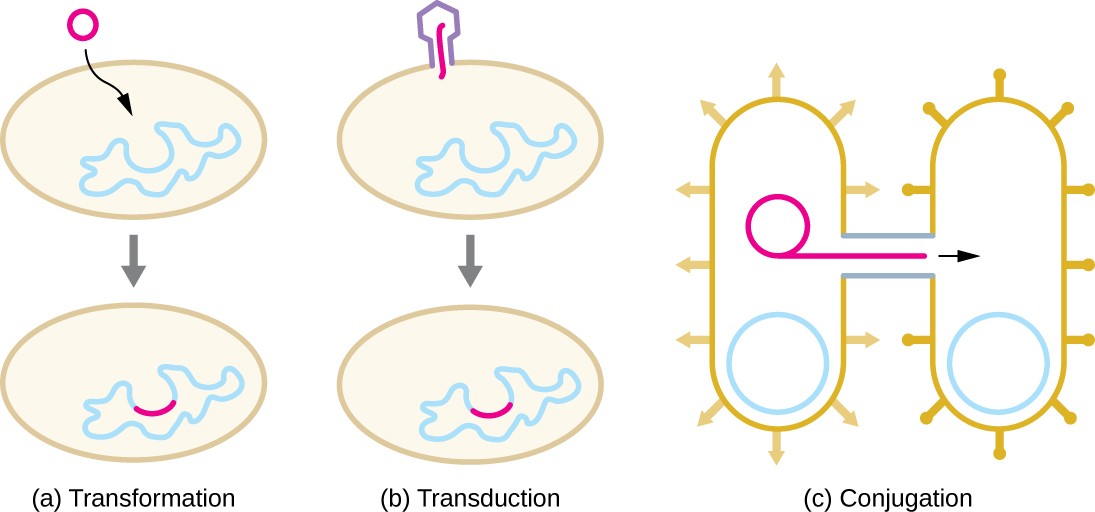 three prokaryotes utilizing gene transfer