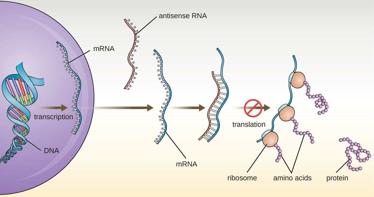 antisense RNA