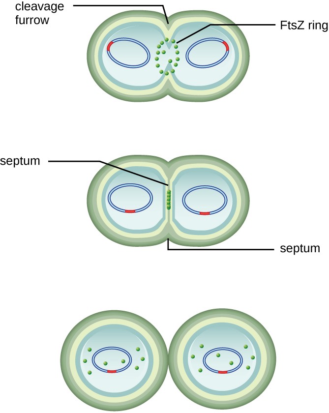 a more detailed illustration of cells dividing