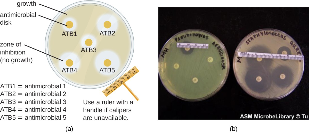 A) A drawing of a plate covered in bacteria, and B) A photograph showing plates with antimicrobial disks
