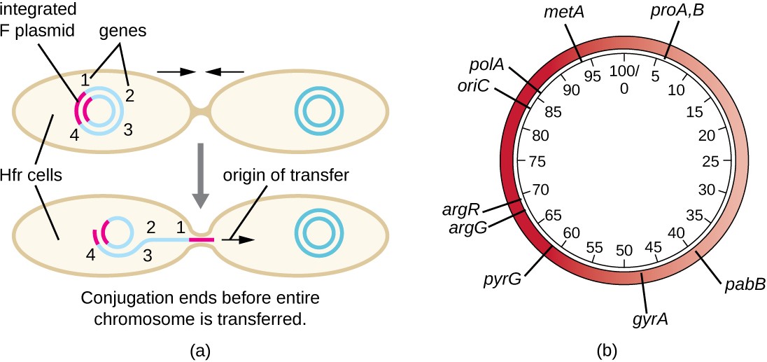 transfer of an entire bacterial chromosome to an F cell