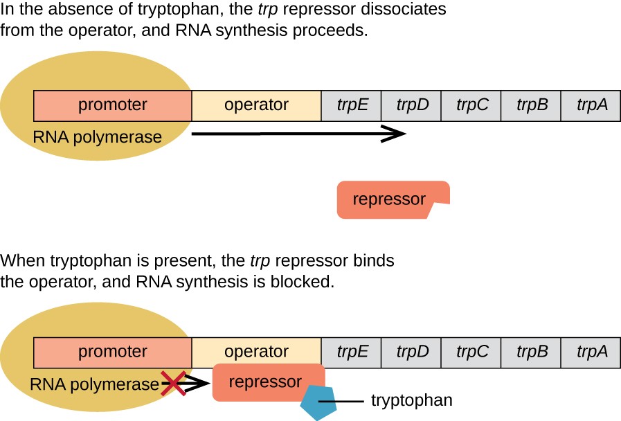 Diagram of the trp operon