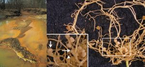 Photo of a stream stained orange by mining drainage on the left. Photo of root nodules of plants on the right.