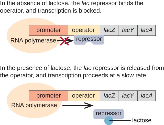 A diagram of the lac operon