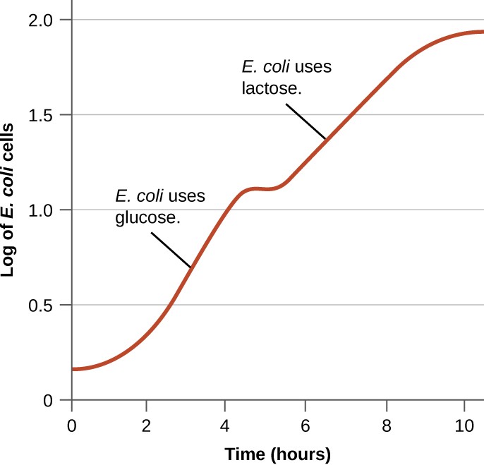 Graph with time (hours) on the X axis and Log of E. coli cells on the Y axis