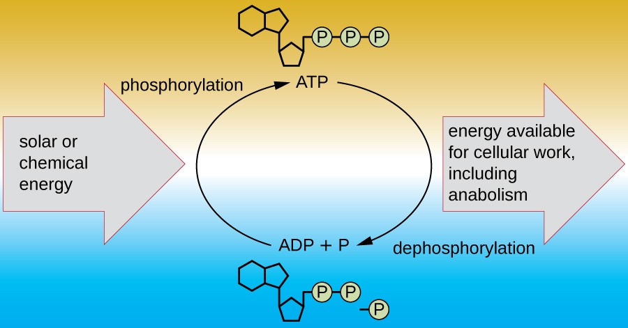 solar energy enters from the left, reacts with A.T.P. and A.D.P. plus P and generates energy available for cellular work, including anabolism