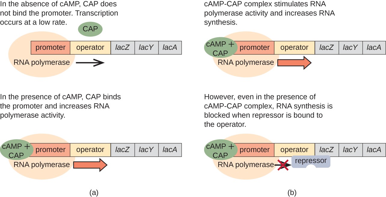 Diagram of the lac operon with and without cAMP