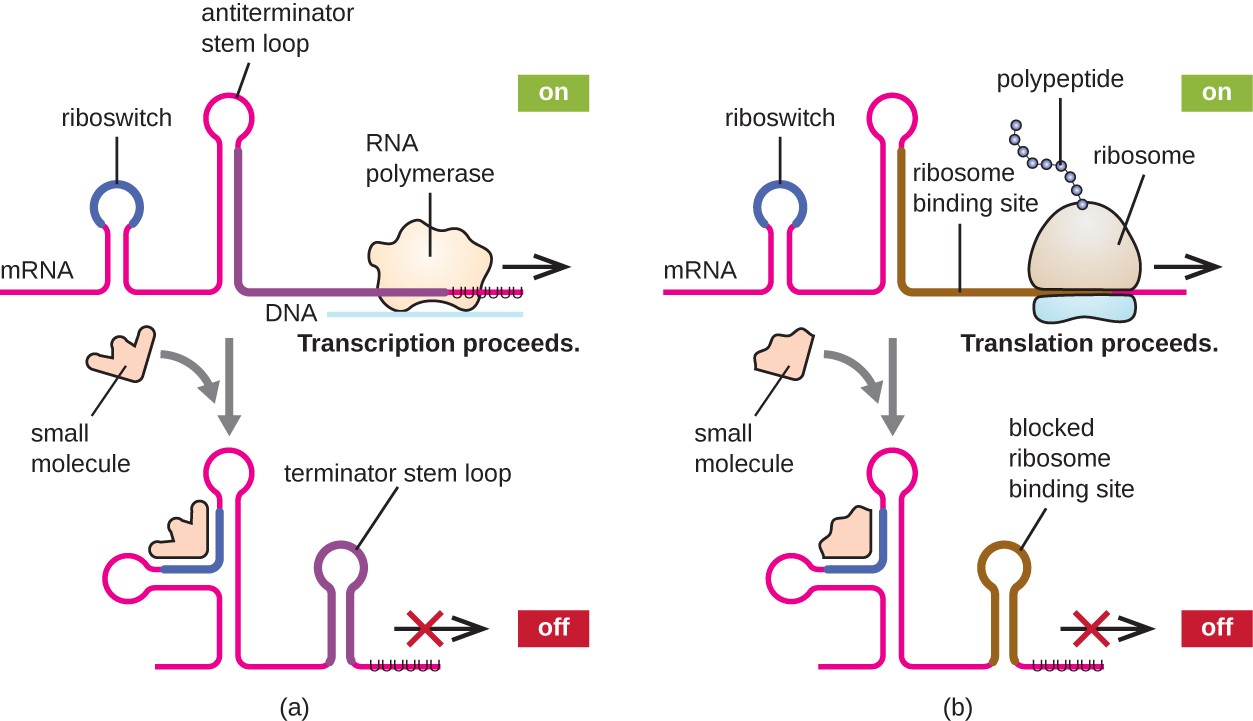 The mRNA forms a loop called a riboswitch and a loop called an antiterminator stem loop