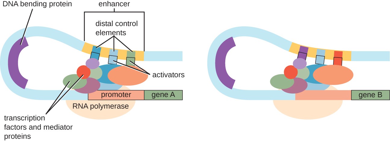 A long strand of DNA shows RNA polymerase bound to a promoter upstream of gene A