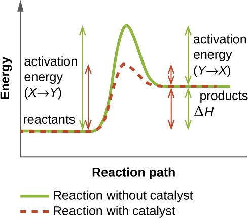 a graph with x axis of reaction path and y axis of energy. Reactions with and without catalysts are plotted