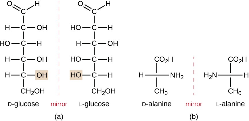 mirror images of the chemical structures of D-glucose and L-glucose on the left, and D-alanine and L-alanine on the right