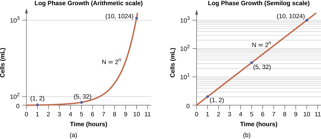 2 graphs of log phase growth
