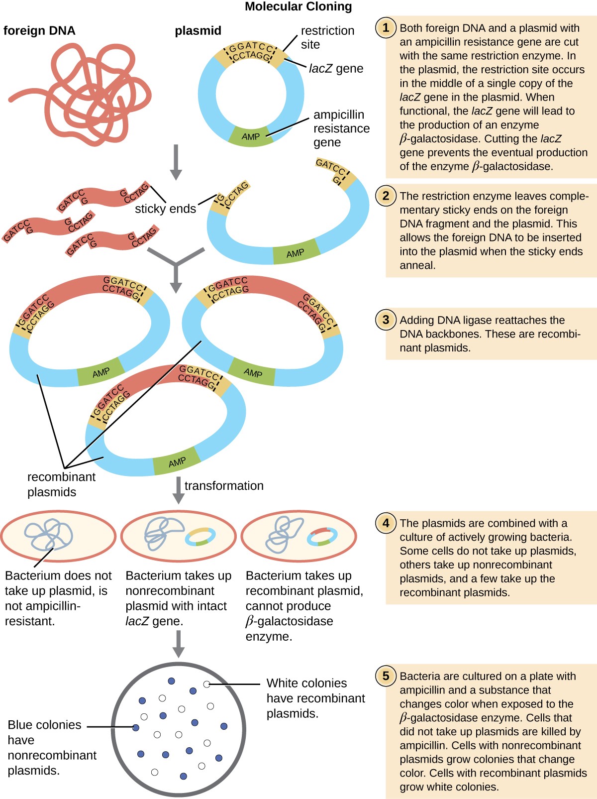 molecular cloning process