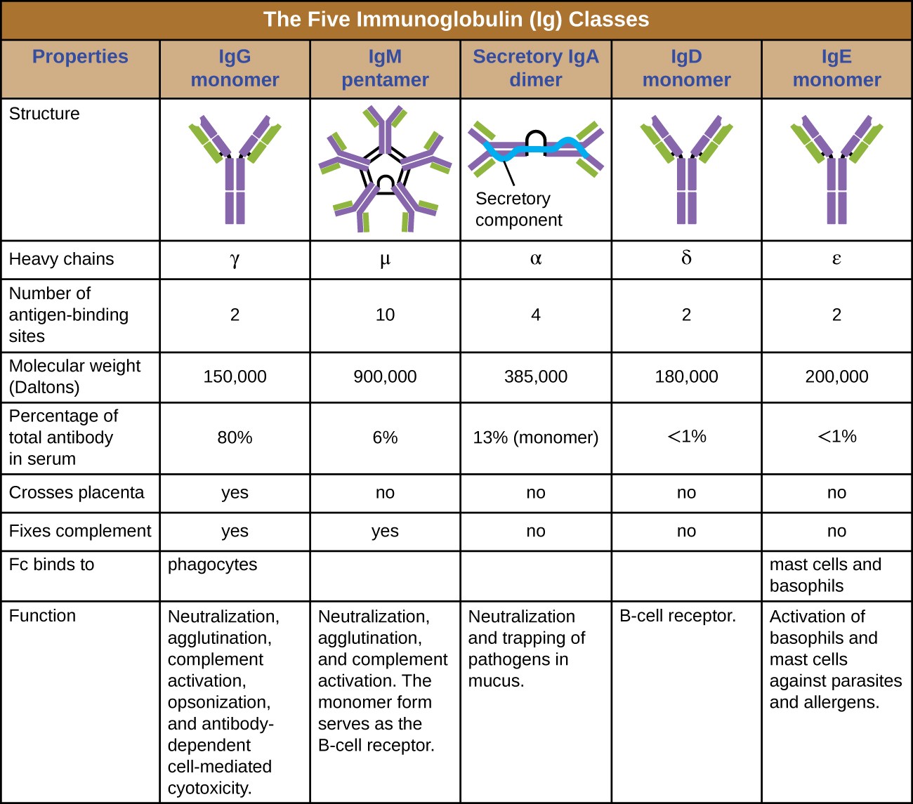 Table titled: The five immunoglobulin (Ig) classes