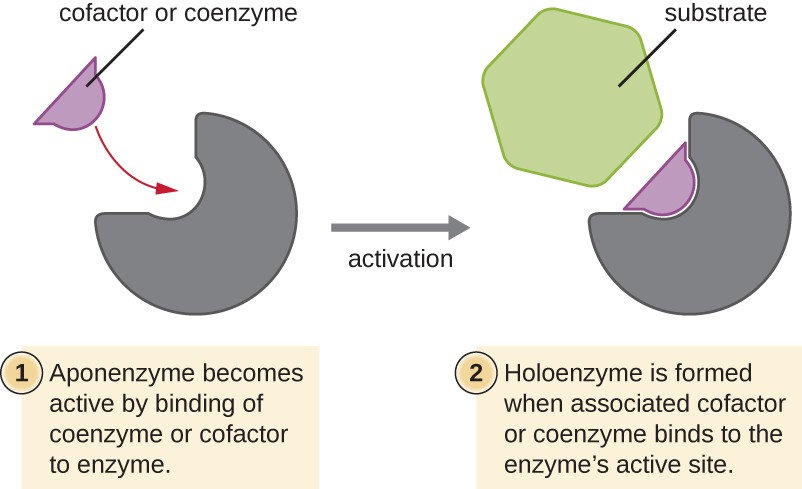 illustration shows 2 binding steps required to form active holoenzyme