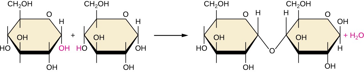 dehydration synthesis reaction