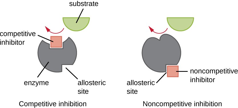 illustration of competitive and noncompetitive inhibition