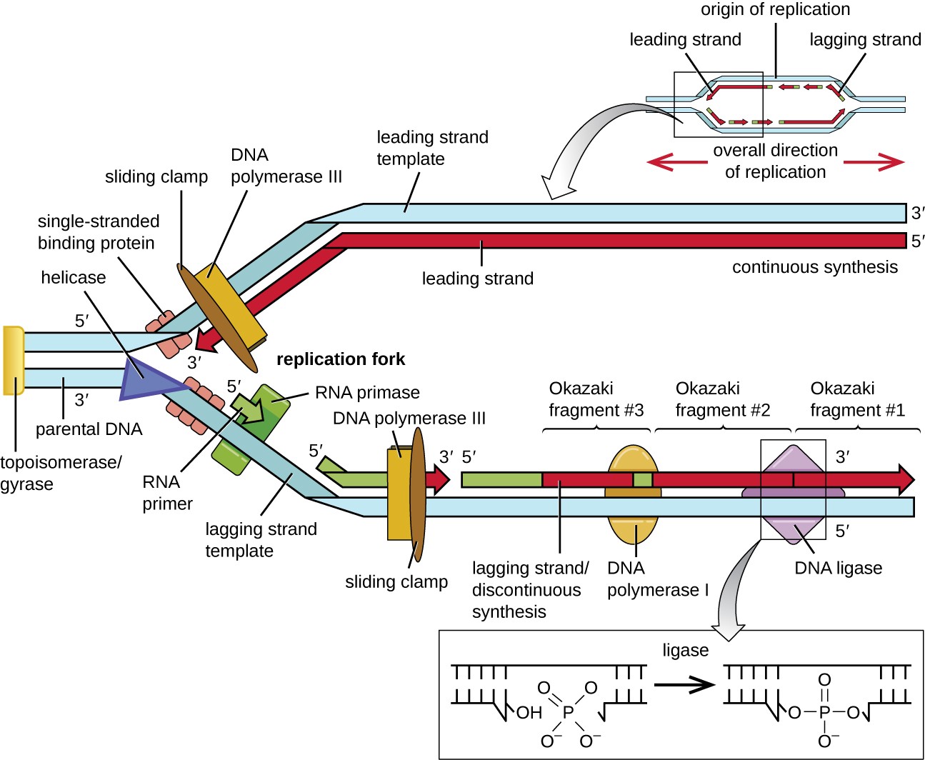 Diagram of DNA replication.
