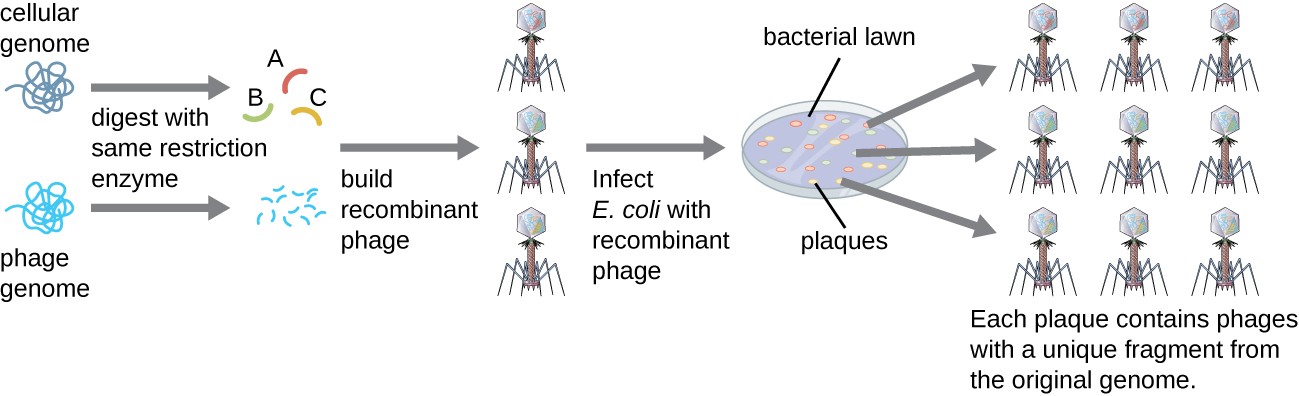 phage DNA molecules