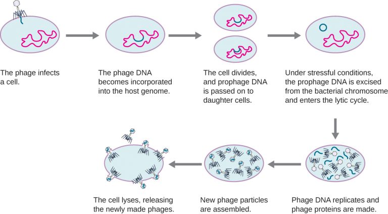 6.2 – The Viral Life Cycle – Microbiology 201