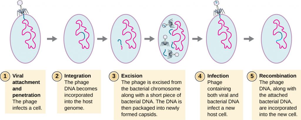 6-2-the-viral-life-cycle-microbiology-201