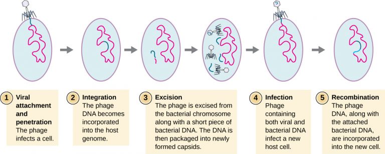 6.2 – The Viral Life Cycle – Microbiology 201