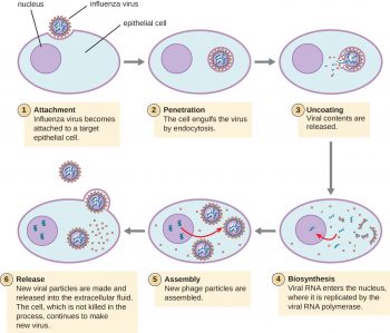 6.2 – The Viral Life Cycle – Microbiology 201