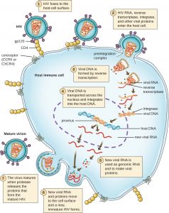6.2 – The Viral Life Cycle – Microbiology 201