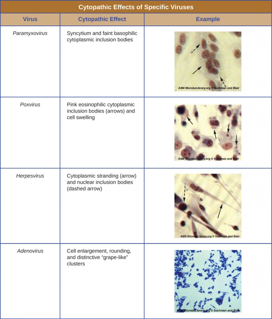 6.3 – Isolation, Culture, and Identification of Viruses – Microbiology 201