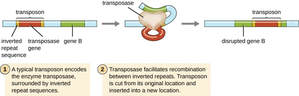 Diagram of a transposon