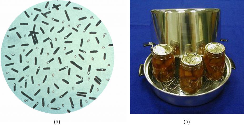 A) A drawing of a microscope image. B) home canning jars in a pot.