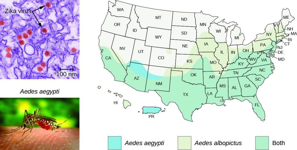 Micrograph of brown dots of about 50 nm inside cells; dots re labeled Zika virus. Photo of mosquito labeled Aedes aegypti. Map of where mosquitoes are found in the US.