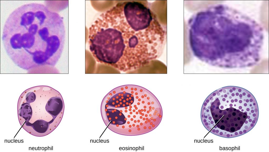 Granulocytes: Neutrophils, Eosinophils and Basophils