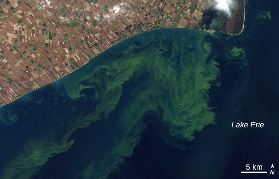 Aerial photo of green algal bloom in Lake Erie off of Erie, Pennsylvania.