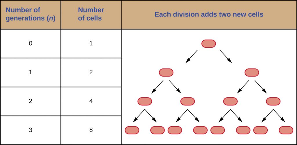 1 cell divides into 2, those divide to create 4, and those divide to create 8 which is 3 generations