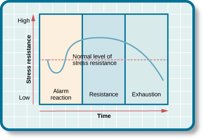 A line graph shows the stress resistance on the y axis and time on the x axis. It shows that overtime proglonged stress results in exhaustion.