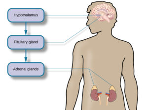 An image of a human body with lines pointing to the location of the hypothalamus, pituaitary gland, and adrenal glands.