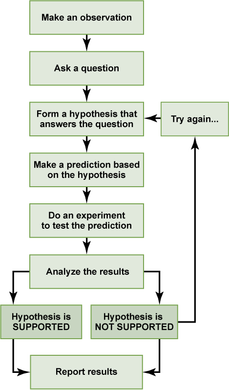 A flow chart shows the steps in the scientific method. In step 1, an observation is made. In step 2, a question is asked about the observation. In step 3, an answer to the question, called a hypothesis, is proposed. In step 4, a prediction is made based on the hypothesis. In step 5, an experiment is done to test the prediction. In step 6, the results are analyzed to determine whether or not the hypothesis is correct. If the hypothesis is incorrect, another hypothesis is made. In either case, the results are reported.