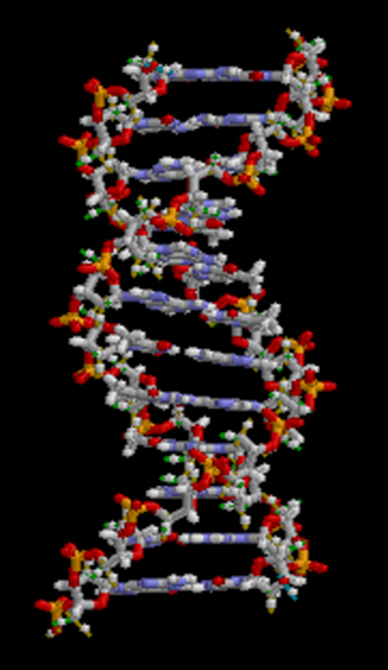 Molecular model depicts a D N A molecule, showing its double helix structure. The double helix is made up of two separate vertical strands of small particles, or atoms. These strands are connected by horizontal bands of particles. The vertical strands are twisted, and the structure has the shape of a spiral staircase.