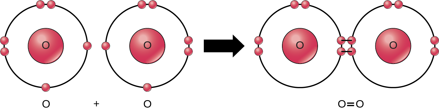 Two oxygen atoms are shown side-by-side. Each has six valence electrons, two that are paired and two that are unpaired. An arrow indicates that a reaction takes place. After the reaction, the four unpaired electrons join to form a double bond. This double bond can also be depicted by an equal sign between two Os.