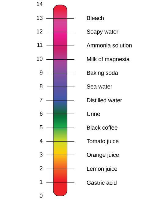 The lower case p upper case H scale, which ranges from zero to 14, sits next to a bar with the colors of the rainbow. The p H of common substances are given. These include gastric acid with a p H around one, lemon juice with a p H around two, orange juice with a p H around three, tomato juice with a p H around four, black coffee with a p H around five, urine with a p H around six, distilled water with a p H around seven, sea water with a p H around eight, baking soda with a p H around nine, milk of magnesia with a p H around ten, ammonia solution with a p H around 11, soapy water with a p H around 12, and bleach with a p H around 13.