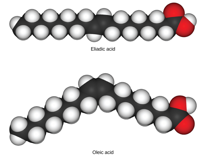 Oleic acid and eliadic acid both consist of a long carbon chain. In oleic acid the chain is kinked due to the presence of a double bond about half way down, while in eliadic acid the chain is straight.