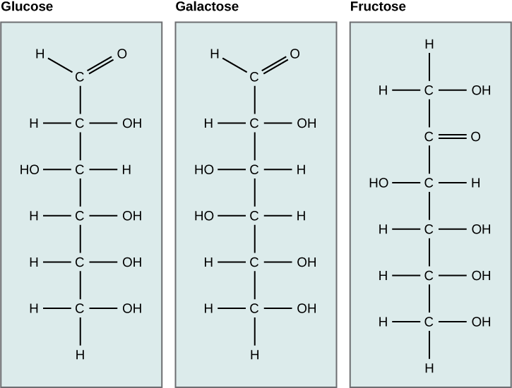 The molecular structures of the linear forms of glucose, galactose, and fructose are shown. Glucose and galactose are both aldoses with a carbonyl group (carbon double-bonded to oxygen) at one end of the molecule. A hydroxyl (OH) group is attached to each of the other residues. In glucose, the hydroxyl group attached to the second carbon is on the left side of the molecular structure and all other hydroxyl groups are on the right. In galactose, the hydroxyl groups attached to the third and fourth carbons are on the left, and the hydroxyl groups attached to the second, fifth and sixth carbon are on the right. Frucose is a ketose with C doubled bonded to O at the second carbon. All other carbons have hydroxyl groups associated with them. The hydroxyl group associated with the third carbon is on the left, and all the other hydroxyl groups are on the right.