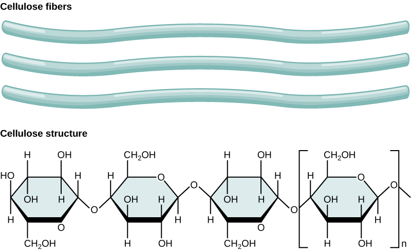 The chemical structure of cellulose is shown. Cellulose consists of unbranched chains of glucose subunits. The cellulose fibers are long, tubular, and have a slight wave shape.