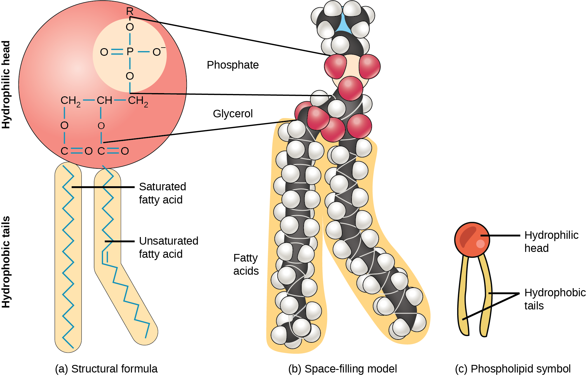 The molecular structure of a phospholipid is shown. It consists of two fatty acids attached to the first and second carbons in glycerol, and a phosphate group attached to the third position. The phosphate group may be further modified by addition of another molecule to one of its oxygens. Two molecules that may modify the phosphate group, choline and serine, are shown. Choline consists of a two-carbon chain with a hydroxy group attached to one end and a nitrogen attached to the other. The nitrogen, in turn, has three methyl groups attached to it and has a charge of plus one. Serine consists of a two-carbon chain with a hydroxyl group attached to one end. An amino group and a carboxyl group are attached to the other end.