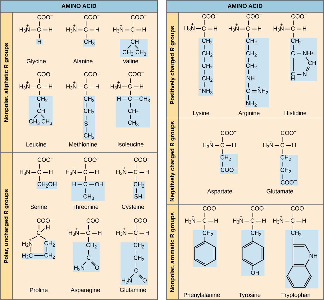 The molecular structures of the twenty amino acids commonly found in proteins are given. These are divided into five categories: nonpolar aliphatic, polar uncharged, positively charged, negatively charged, and aromatic. Nonpolar aliphatic amino acids include glycine, alanine, valine, leucine, methionine, and isoleucine. Polar uncharged amino acids include serine, threonine, cysteine, proline, asparagine, and glutamine. Positively charged amino acids include lysine, arginine, and histidine. Negatively charged amino acids include aspartate and glutamate. Aromatic amino acids include phenylalanine, tyrosine, and tryptophan. For example, in the amino acid glycine, the R group is a single hydrogen; but in alanine the R group is upper C upper H subscript 3 baseline.