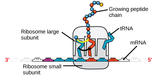 An illustration of a ribosome is shown. m R N A sits between the large and small subunits. t R N A molecules bind the ribosome and add amino acids to the growing peptide chain.