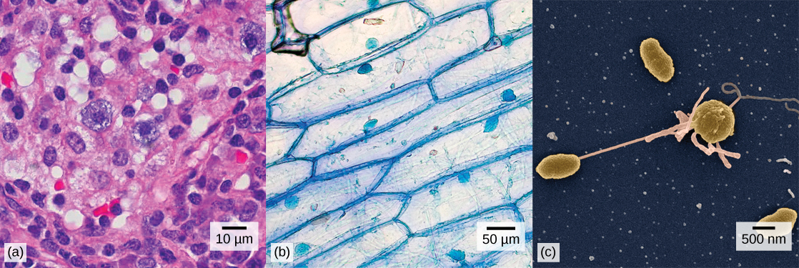 Part a: Human cheek cells as viewed by light microscopy have an irregular round shape and a well-defined nucleus that takes up about one-half of the cell. Part b: Onion skin cells, also viewed by light microscopy, are long and thin with a rectangular shape defined by a cell wall. They are about as wide as a cheek cell, but at least five times as long. The cell wall and nucleus are well defined in the micrograph. The onion cell nucleus is about the same size as the cheek cell nucleus. Part c: In this scanning electron micrograph of bacterial cells, the cell surface has a three-dimensional shape. Three of the bacteria are oval in shape. The fourth is round and has protrusions called pili. One pilus connects this bacterium to another.