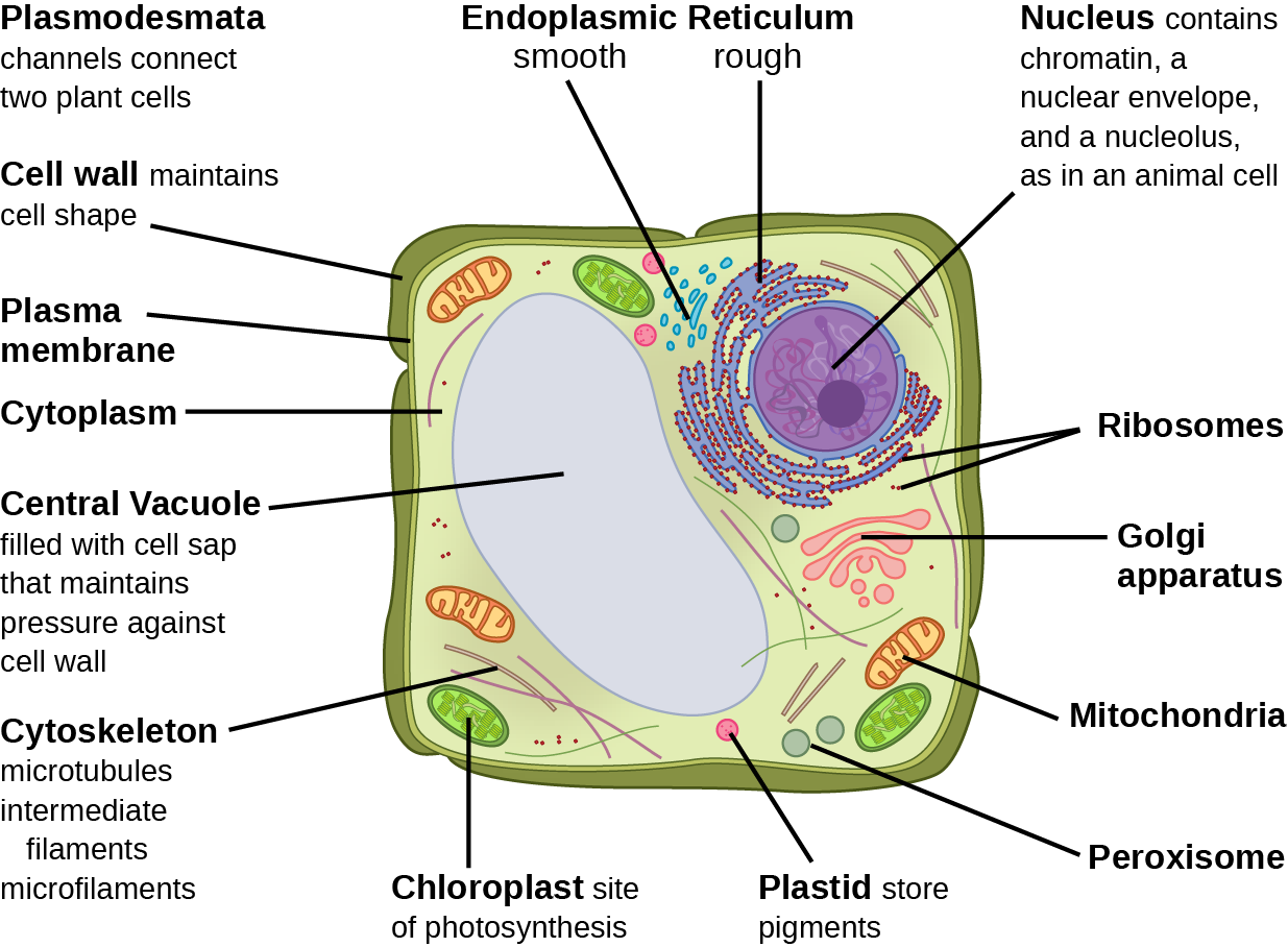 Name Two Organelles Found In Plant Cells That Are Not Found In Animal Cells